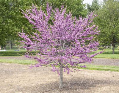 Cercis canadensis Garden Gems Emerald Redbud Tree