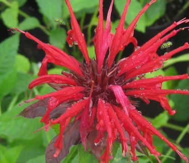 Monarda didyma 'Jacob Cline' Beebalm