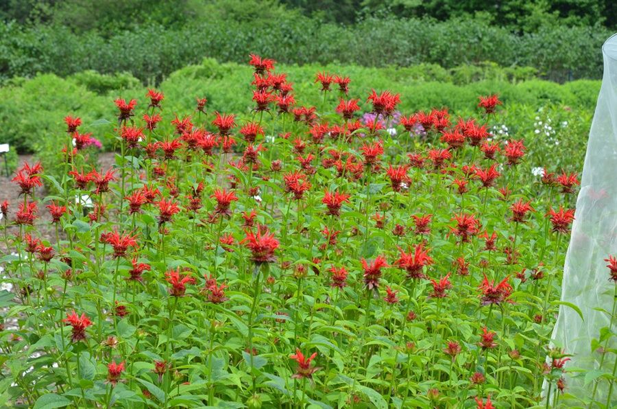 Monarda didyma 'Jacob Cline' Beebalm