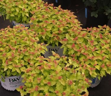 Spiraea japonica Double Play Candy Corn