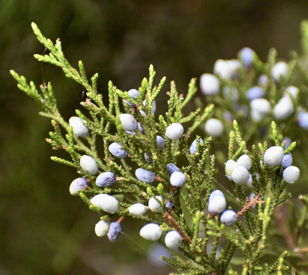 Juniperus virginiana Eastern Red Cedar