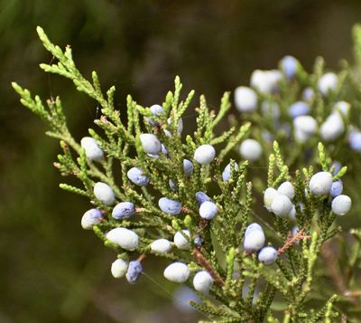 Juniperus virginiana Eastern Red Cedar