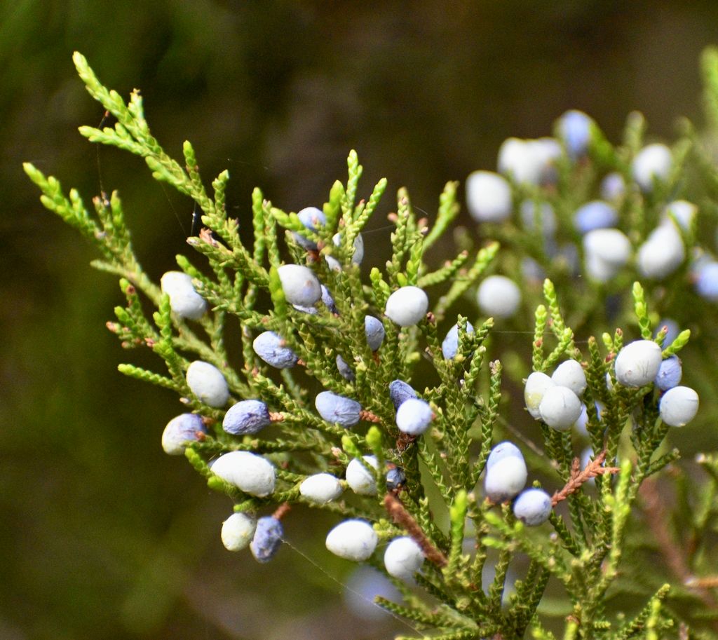 Juniperus virginiana Eastern Red Cedar
