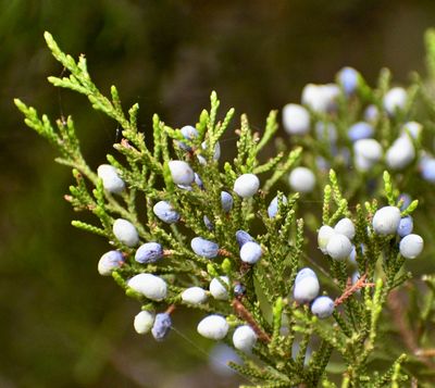 Juniperus virginiana Eastern Red Cedar