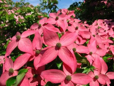 Cornus kousa Scarlet Fire® Dogwood