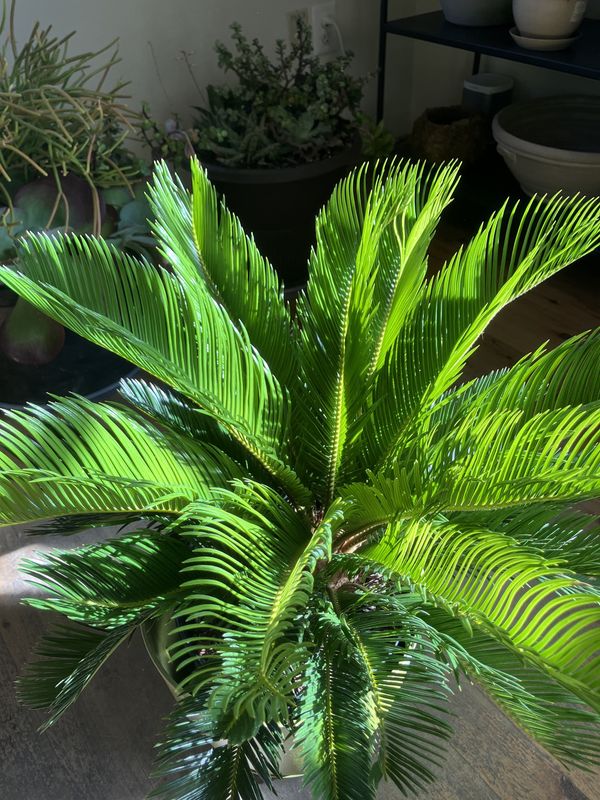 Cycad King Sago (Sago Palm)
