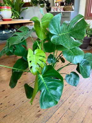 Monstera deliciosa 20-24"