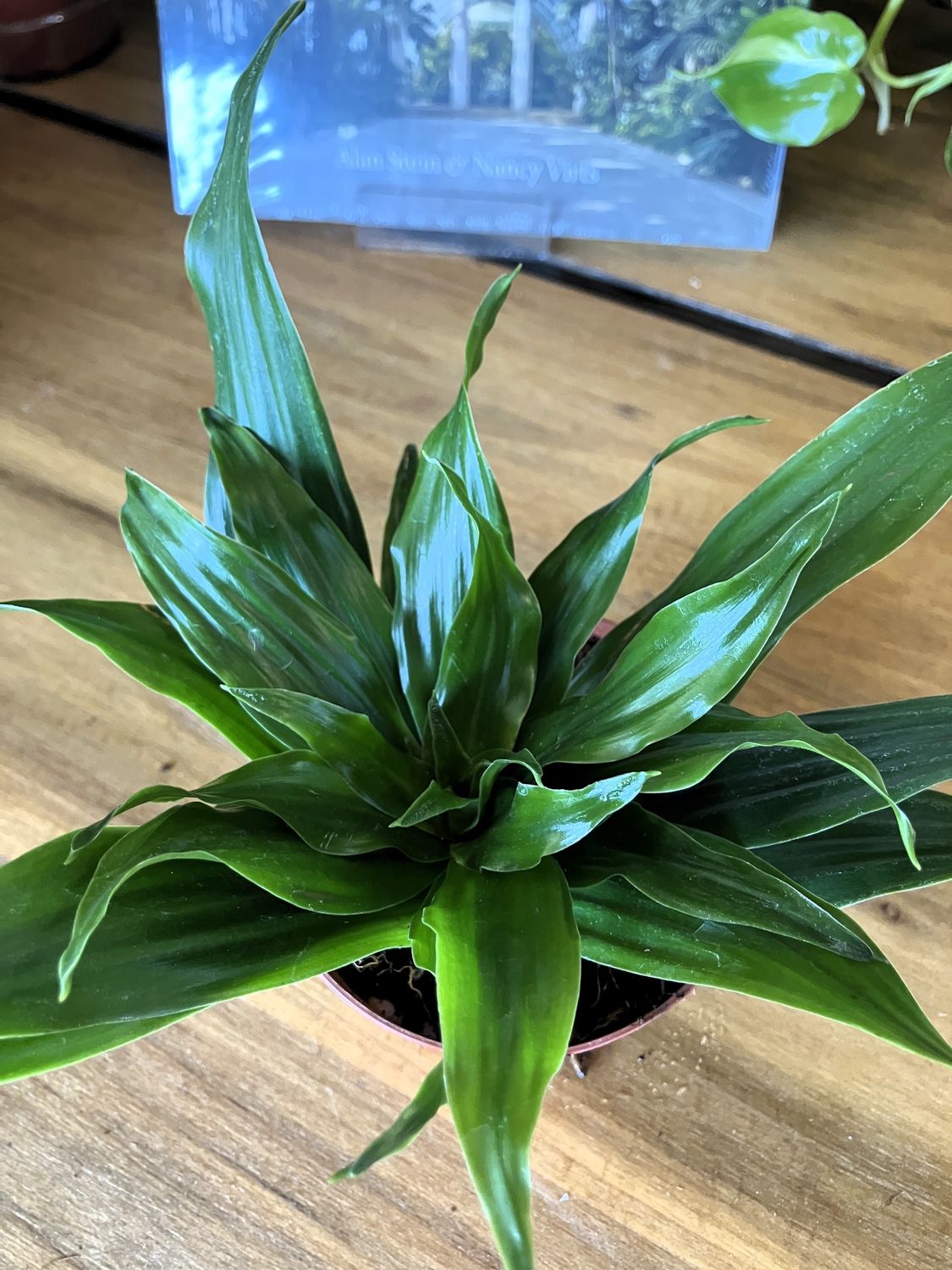 Dracaena Janet Craig Compacta