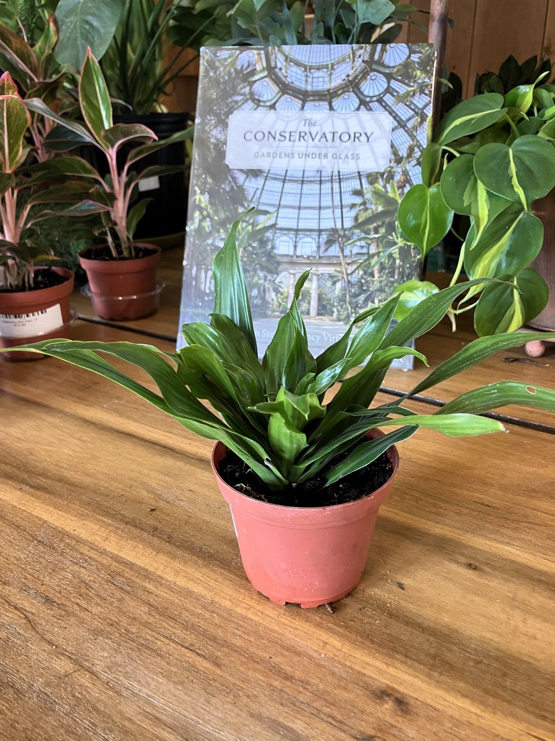 Dracaena Janet Craig Compacta