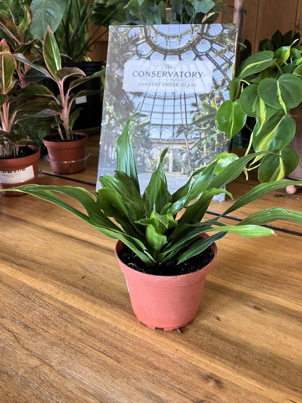 Dracaena Janet Craig Compacta