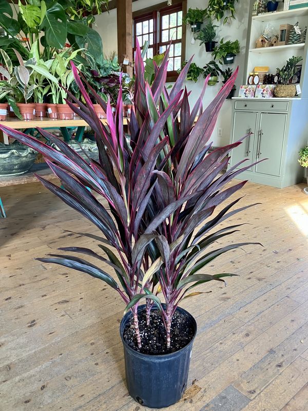 Cordyline Red Sensation