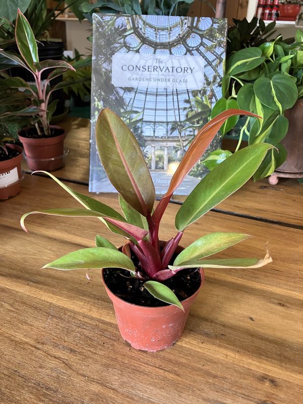 Philodendron Prince of Orange