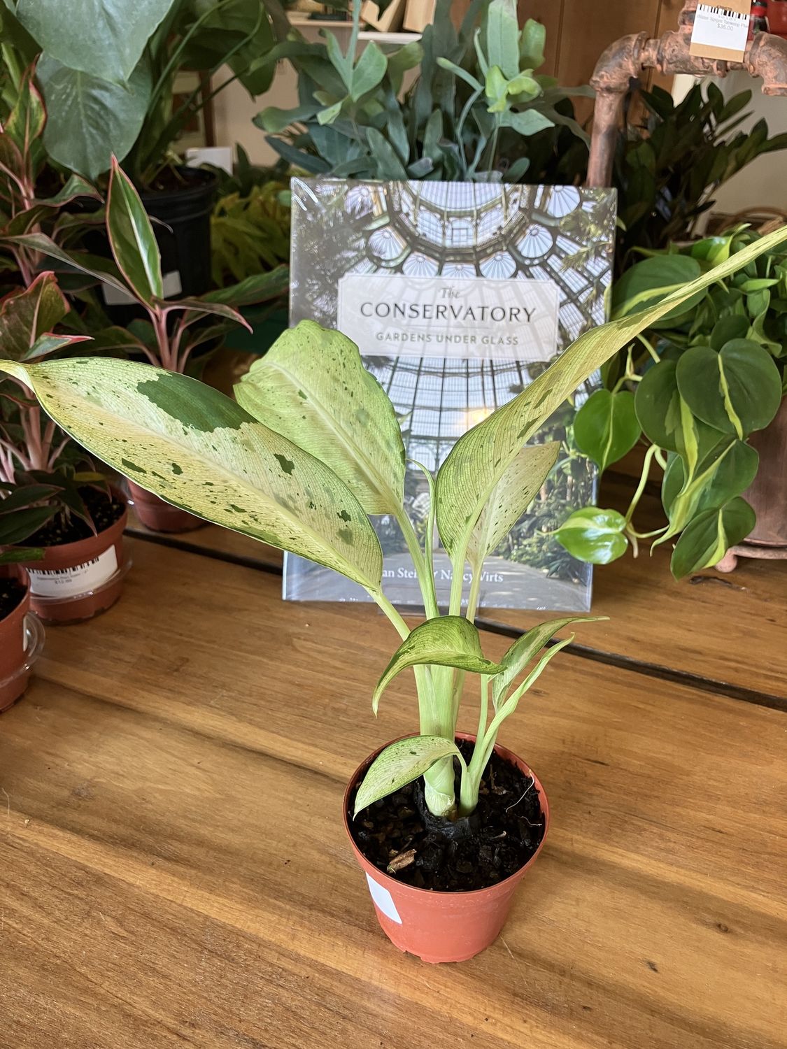 Dieffenbachia Camouflage