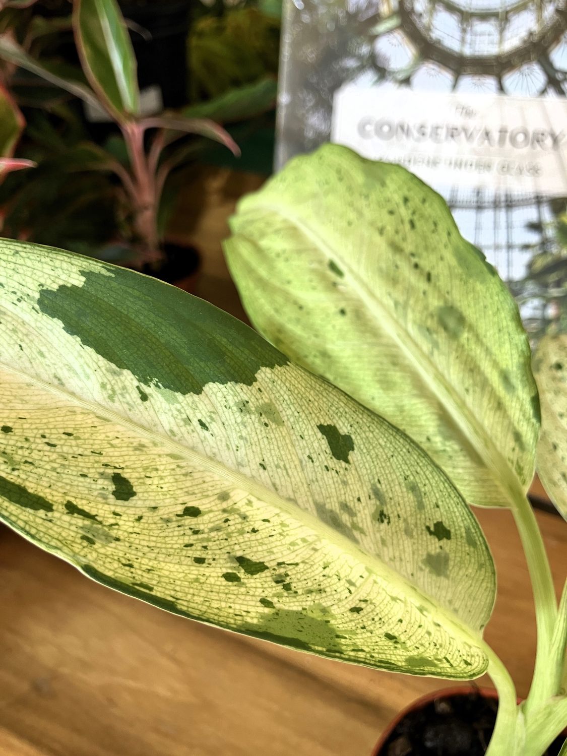 Dieffenbachia Camouflage