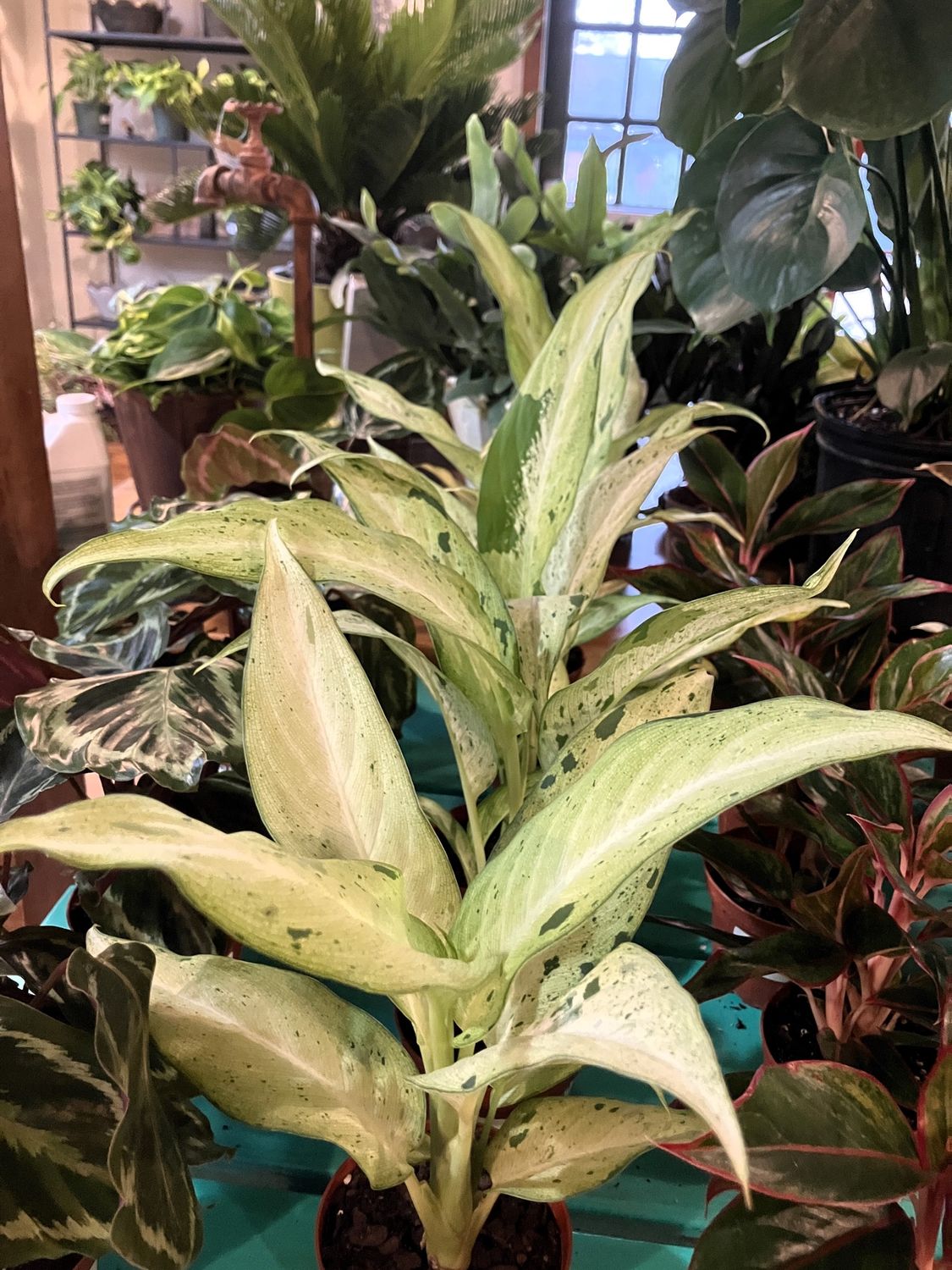 Dieffenbachia Camouflage