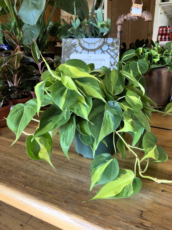 Philodendron Brasil