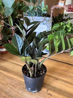 Zamioculcas Raven ZZ 10-14"