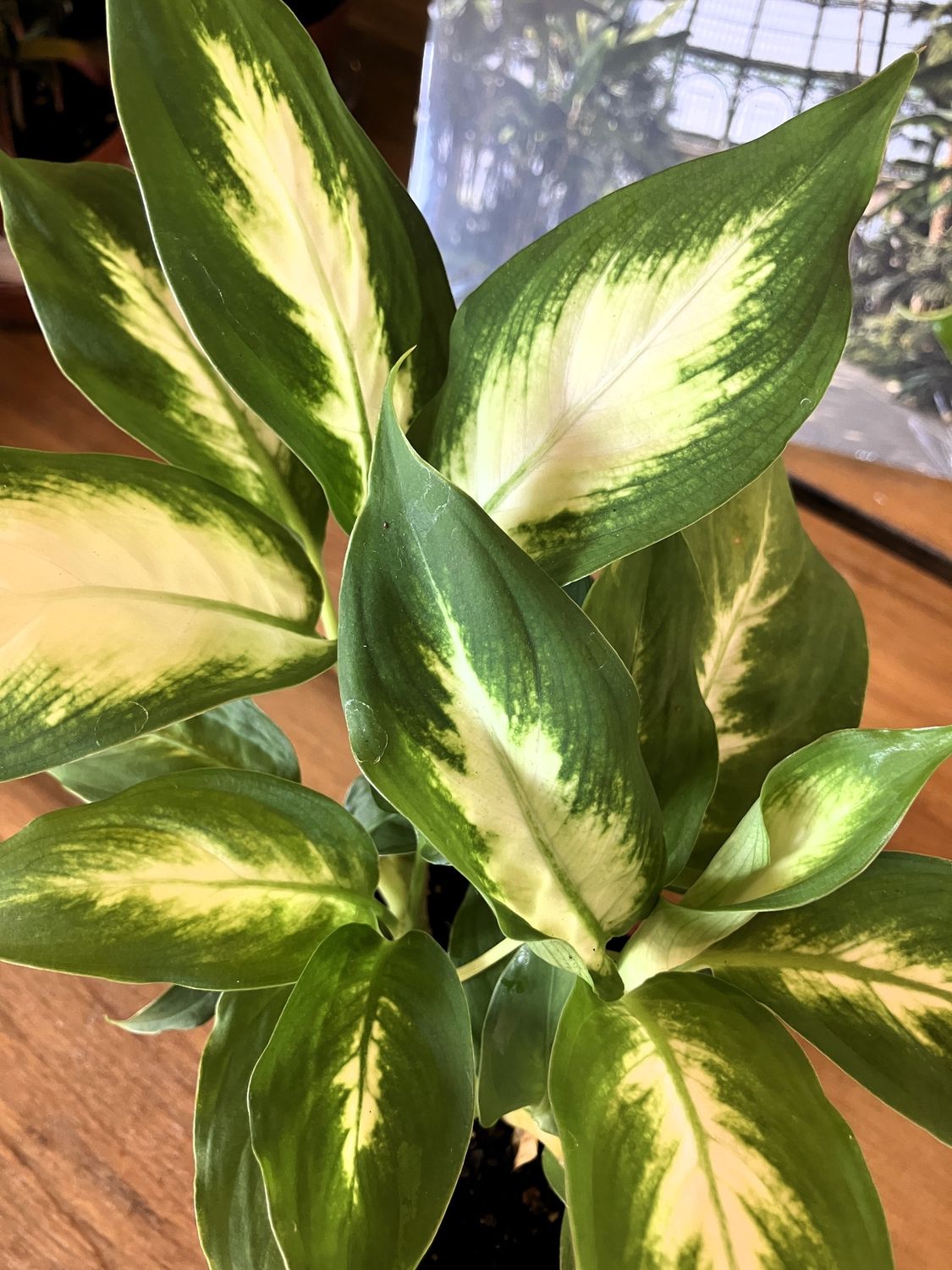 Dieffenbachia Camille