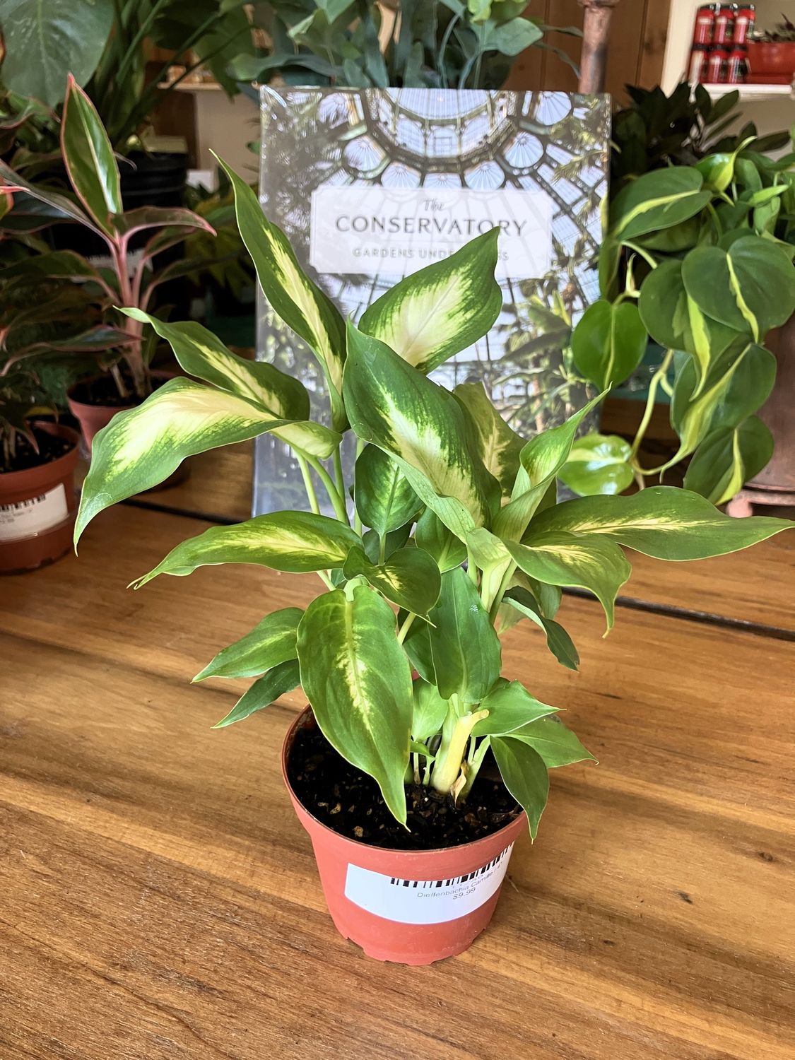 Dieffenbachia Camille