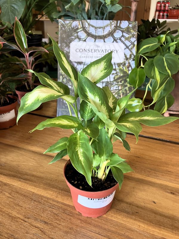 Dieffenbachia Camille