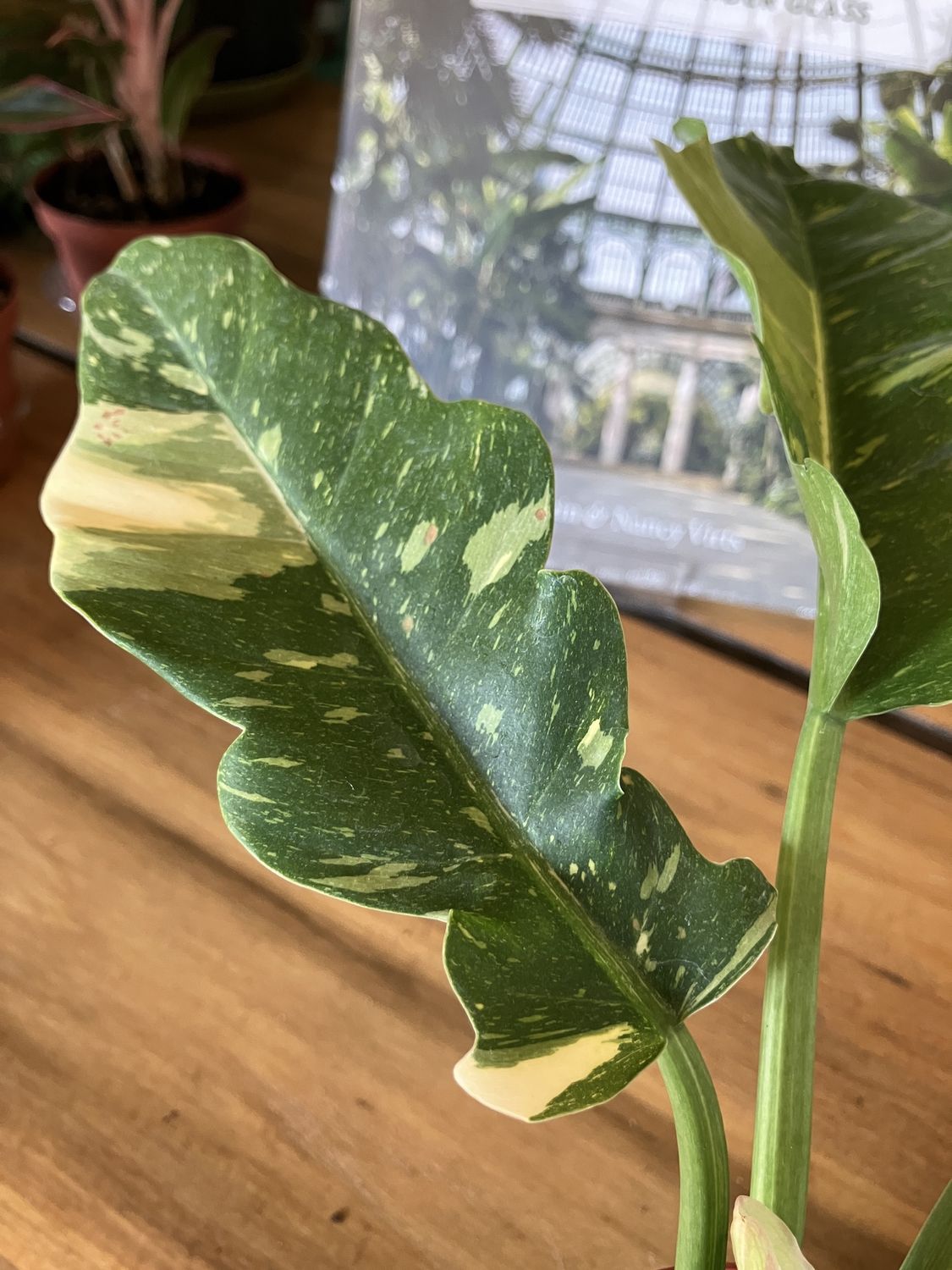 Philodendron Ring of Fire