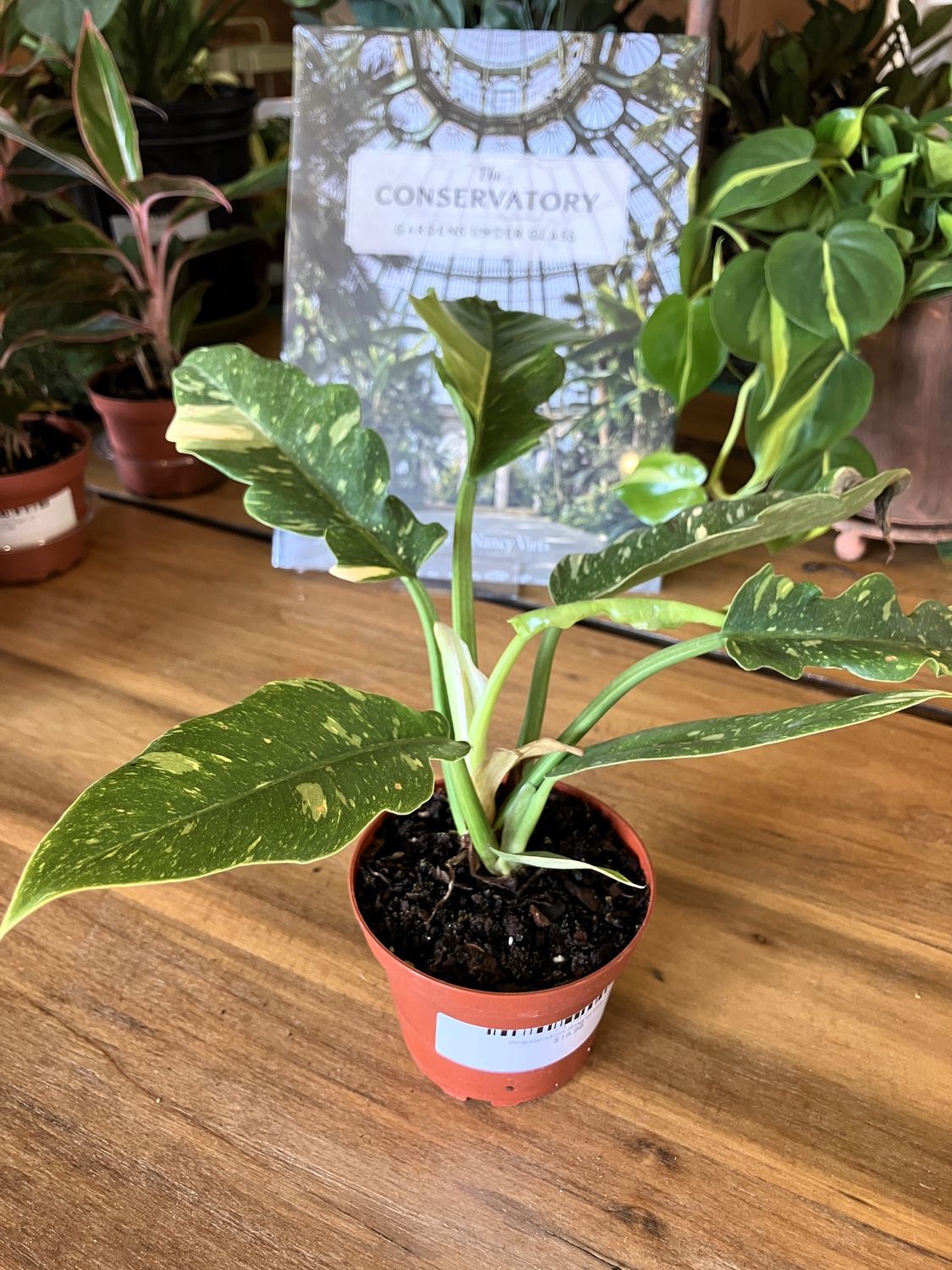 Philodendron Ring of Fire