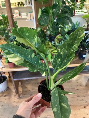 Philodendron Ring of Fire