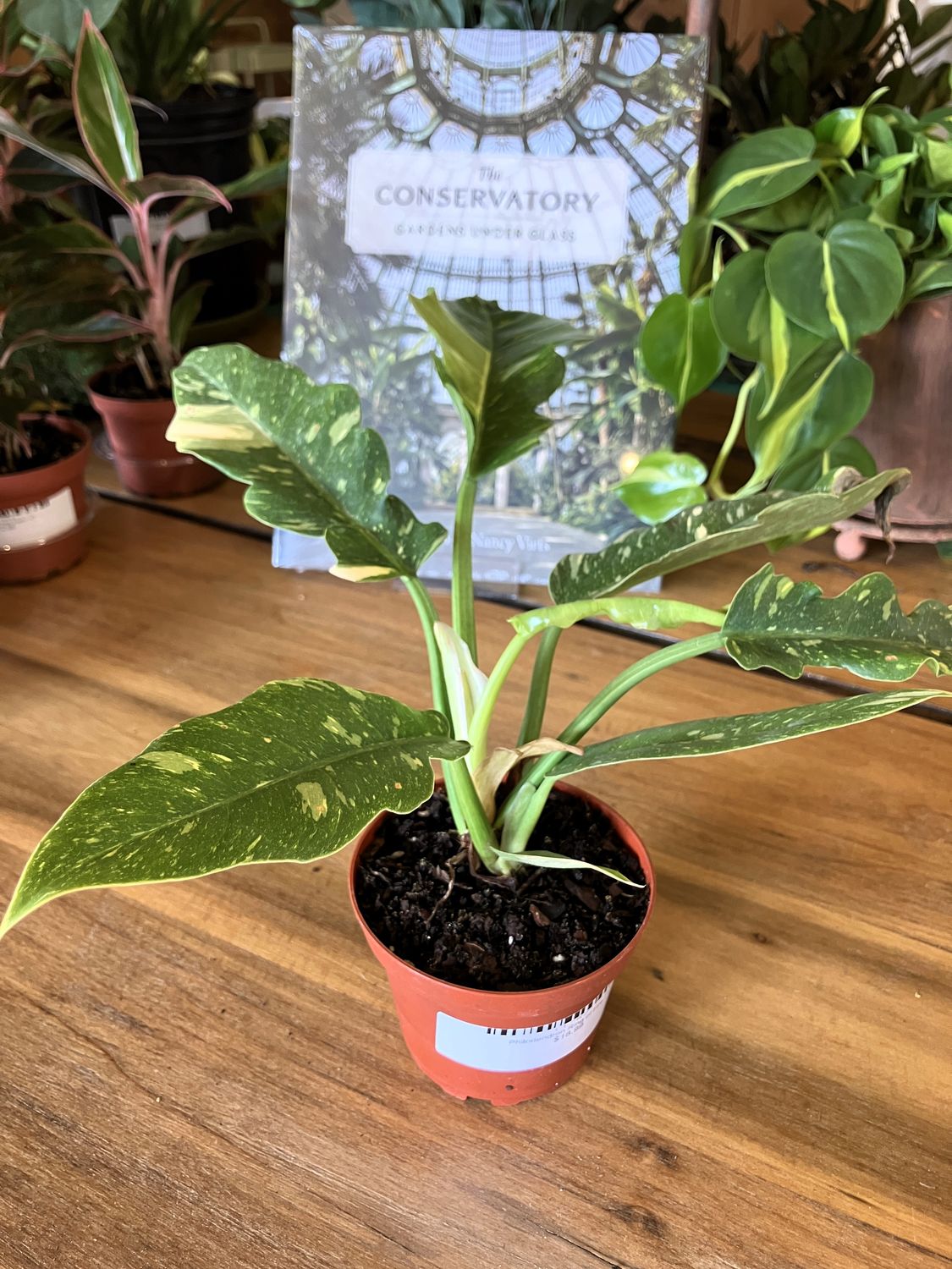 Philodendron Ring of Fire