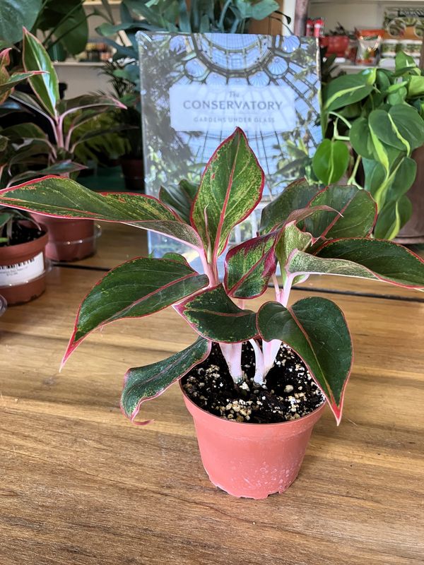 Aglaonema Red Siam