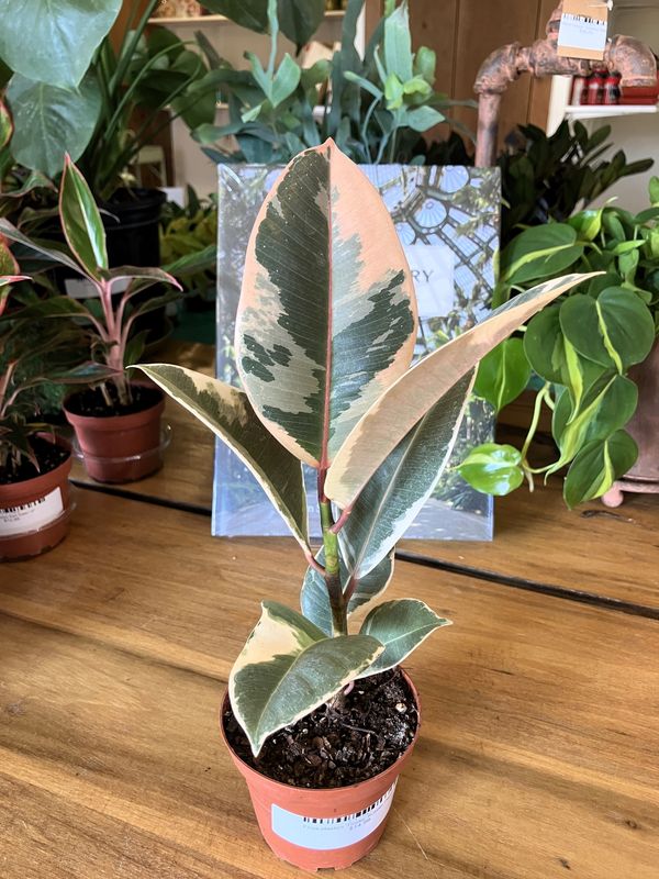 Ficus elastica 'Tineke' Rubber Plant