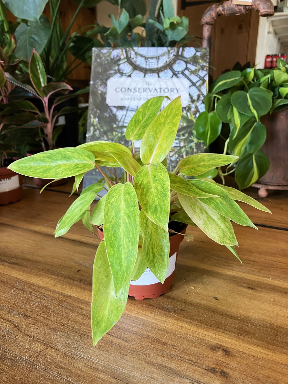 Philodendron Painted Lady