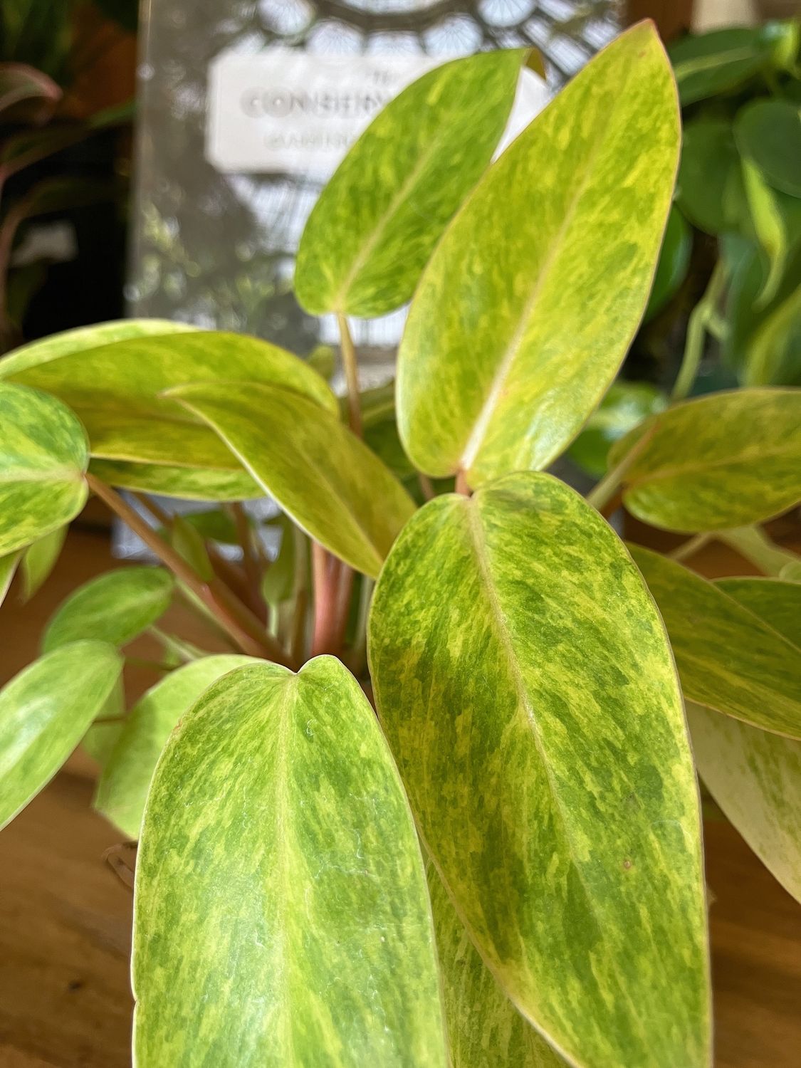 Philodendron Painted Lady