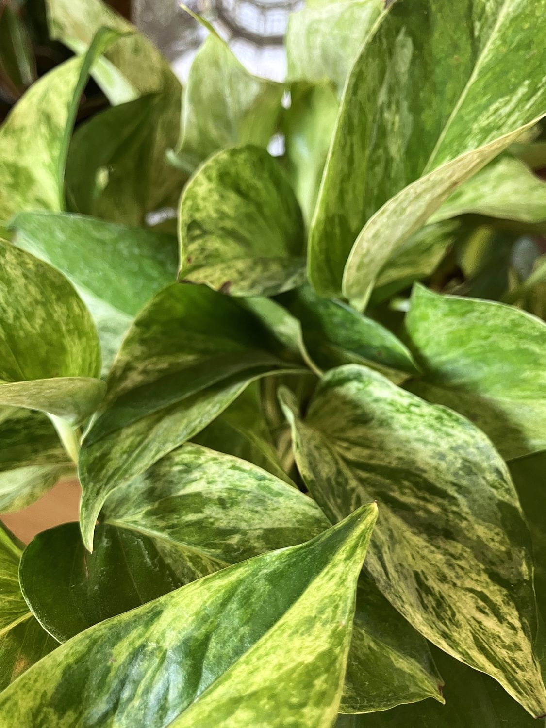 Pothos Marble Queen