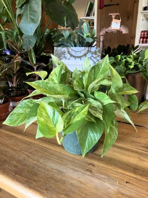 Pothos Marble Queen