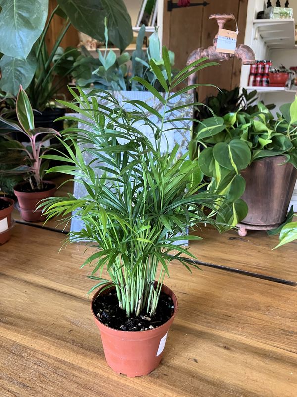 Neanthe Bella Palm (Chamaedorea elegans )
