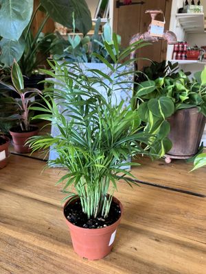 Neanthe Bella Palm (Chamaedorea elegans )