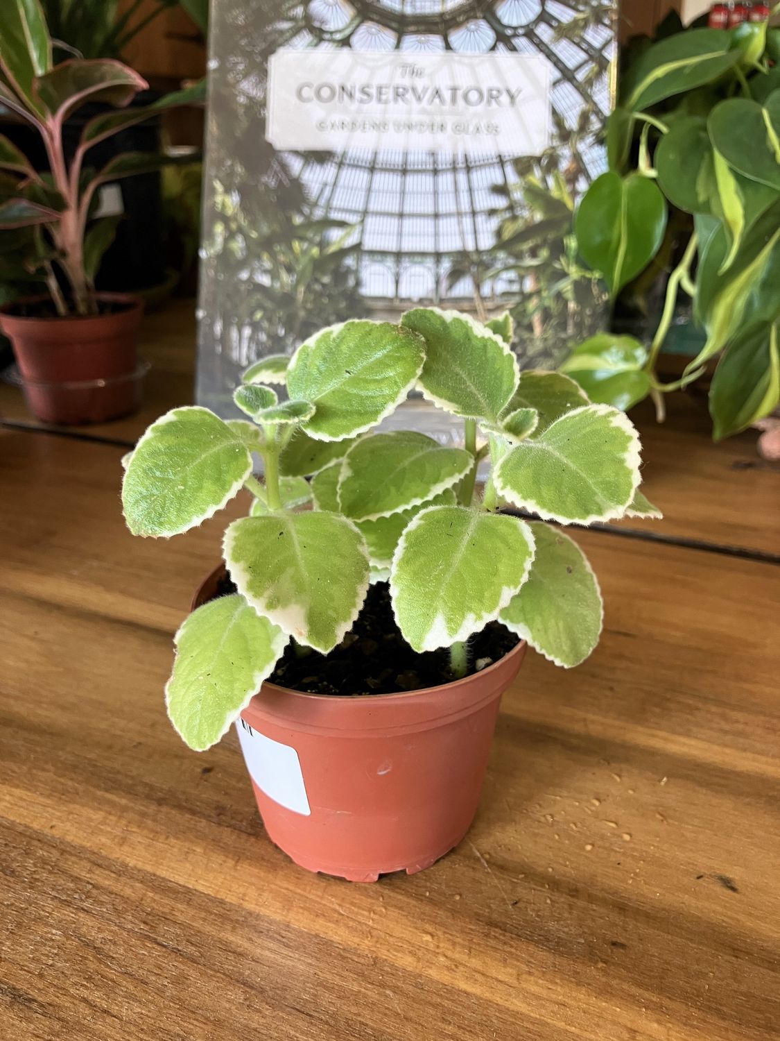 Cuban Oregano Herb