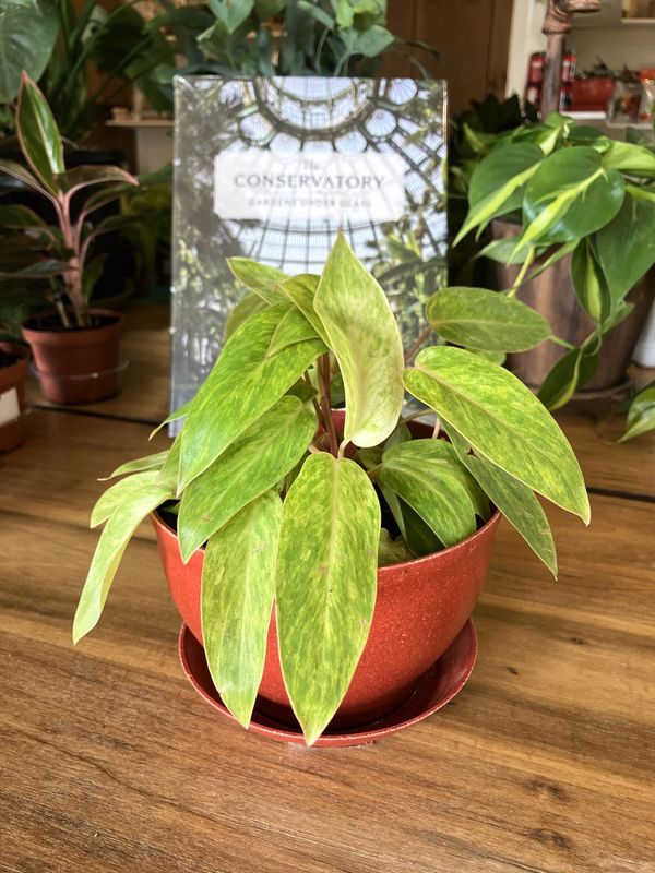 Philodendron Painted Lady in Footed Bowl &amp; Saucer