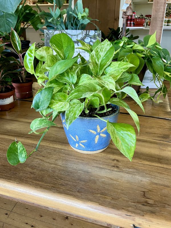 Pothos Marble Queen in Earthen Rain Handmade Ceramic