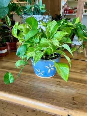 Pothos Marble Queen in Earthen Rain Handmade Ceramic