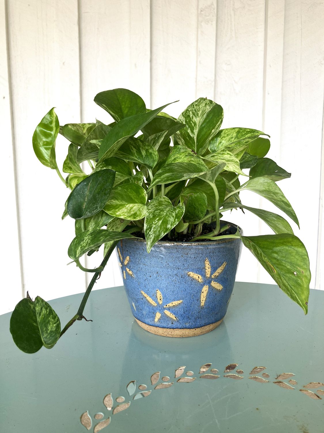 Pothos Marble Queen in Earthen Rain Handmade Ceramic