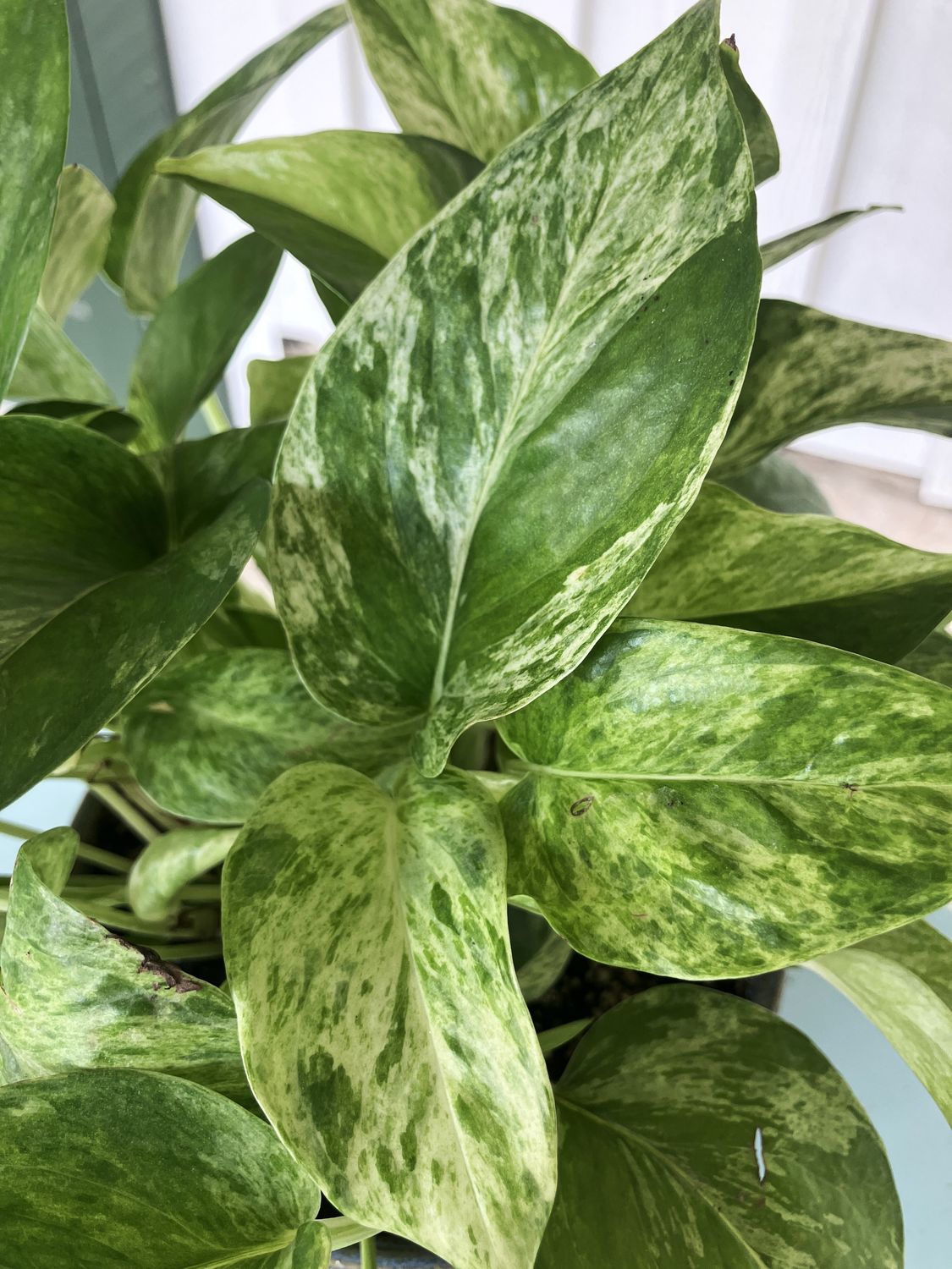 Pothos Marble Queen in Earthen Rain Handmade Ceramic