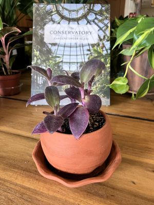 Tradescantia Purple Heart in Earthen Rain Planter