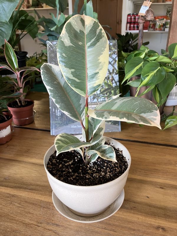 Ficus Tineke Rubber Plant in Footed Bowl &amp; Saucer