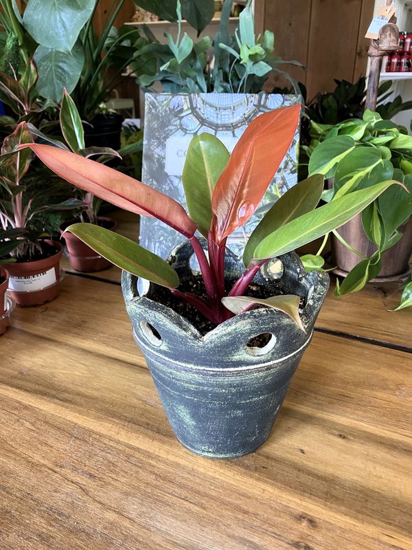 Philodendron Prince of Orange in Court Pendu #4