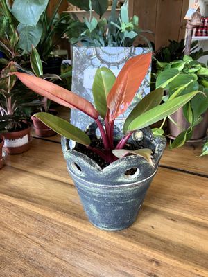 Philodendron Prince of Orange in Court Pendu #4