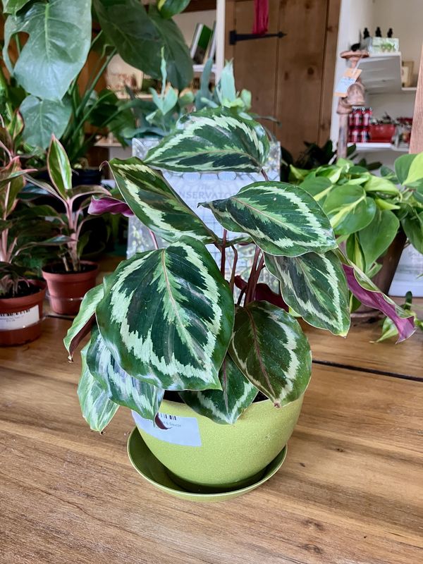 Calathea Medallion in Footed Bowl &amp; Saucer