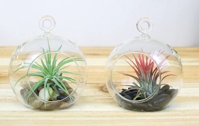Flat Bottom Terrariums