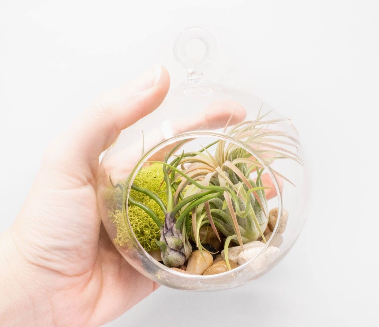 Flat Bottom Terrariums