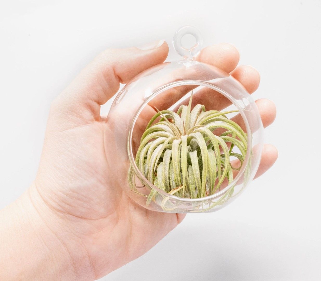 Flat Bottom Terrariums